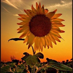 Meet your Posher, Sheila